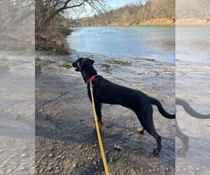 Boone - Male Labrador Retriever-Unknown Mix Dog for Adoption - Photo #4