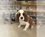 Puppy 2 Cavalier King Charles Spaniel