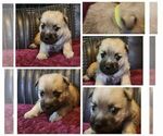 Small Photo #1 Cairn Terrier Puppy For Sale in DAYTONA BEACH, FL, USA