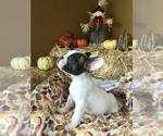 Small Photo #64 French Bulldog Puppy For Sale in AVON PARK, FL, USA