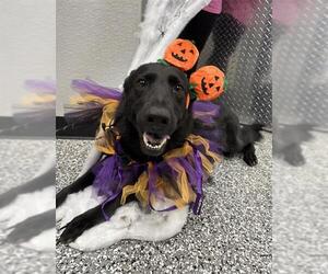 German Shepherd Dog Dogs for adoption in Rosenberg, TX, USA