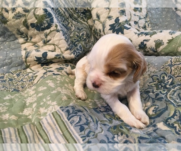 Medium Photo #7 Cocker Spaniel Puppy For Sale in CROSS TIMBERS, MO, USA