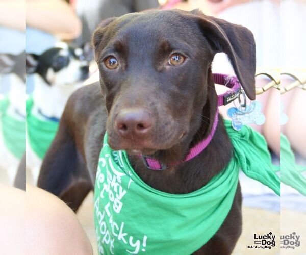 Medium Photo #3 Labrador Retriever-Retriever  Mix Puppy For Sale in Washington, DC, USA