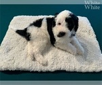 Puppy Puppy WHITE Portuguese Water Dog