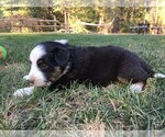 Small Photo #4 Border Collie Puppy For Sale in MARIPOSA, CA, USA