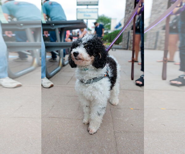 Medium Photo #5 Poodle (Miniature) Puppy For Sale in St. Louis Park, MN, USA