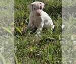 Small #2 Great Dane