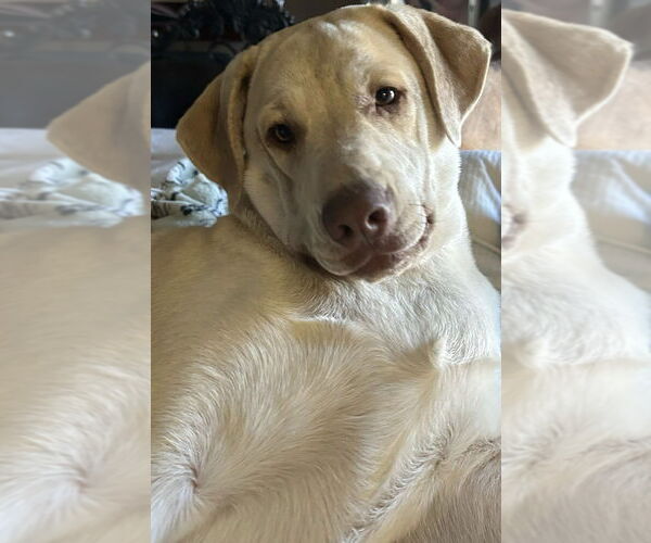 Medium Photo #1 Retriever -Unknown Mix Puppy For Sale in Wetumpka, AL, USA