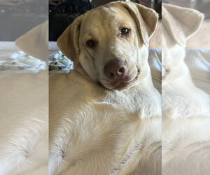 Retriever -Unknown Mix Dogs for adoption in Wetumpka, AL, USA