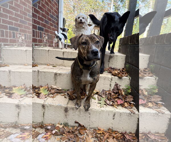 Medium Photo #3 Staffordshire Bull Terrier-Unknown Mix Puppy For Sale in Holly Springs, NC, USA