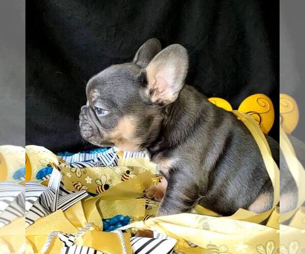Medium Photo #5 French Bulldog Puppy For Sale in BOSTON, KY, USA