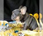Small #4 French Bulldog