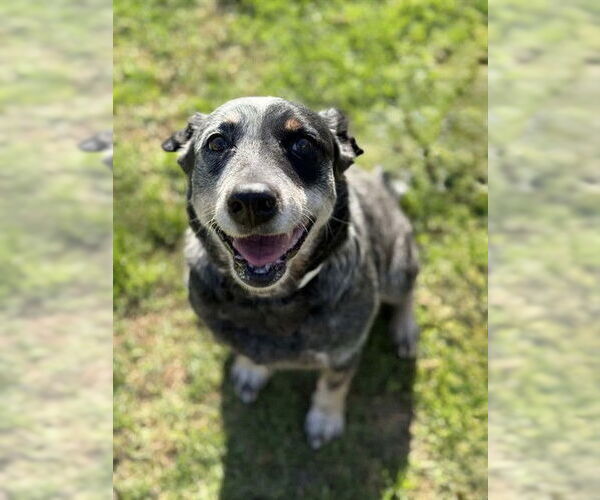 Medium Photo #2 Texas Heeler Puppy For Sale in Riverside, CA, USA