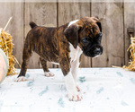 Small #7 Boxer