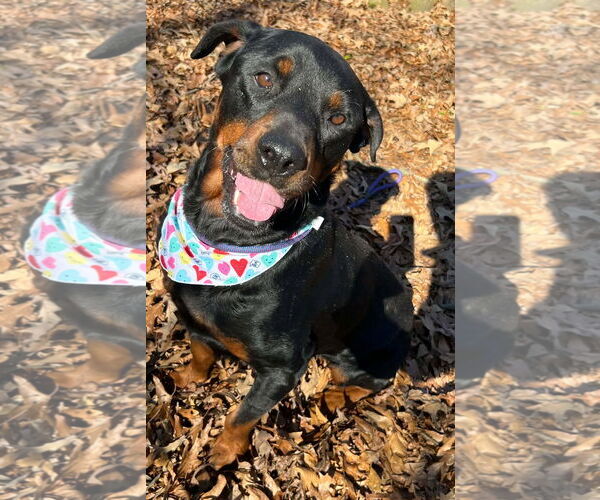 Medium Photo #2 Rottweiler Puppy For Sale in Hillsboro, NH, USA