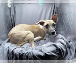 Small Feist Terrier Mix