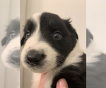 Small Photo #3 Australian Shepherd-Border-Aussie Mix Puppy For Sale in ORLANDO, FL, USA