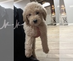 Small Photo #3 Labradoodle Puppy For Sale in WOLFFORTH, TX, USA