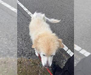 Siberian Husky-Unknown Mix Dogs for adoption in Houston, TX, USA