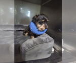 Small #2 Mutt
