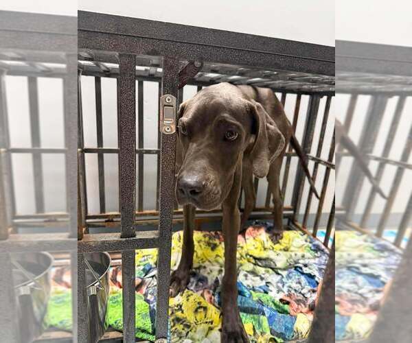 Medium Photo #3 Great Dane-Unknown Mix Puppy For Sale in New York, NY, USA