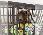 Small #2 Great Dane Mix