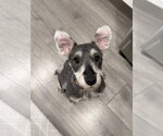 Small Mutt