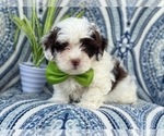 Small Photo #8 Lhasa-Poo Puppy For Sale in LAKELAND, FL, USA