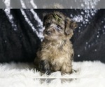 Small #1 YorkiePoo