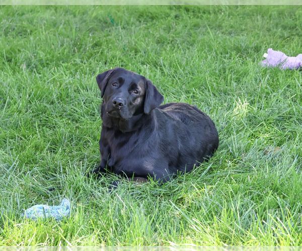 Medium Photo #2 Labrador Retriever Puppy For Sale in SYRACUSE, IN, USA