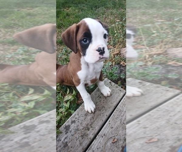 Medium Photo #3 Boxer Puppy For Sale in TROUPSBURG, NY, USA