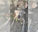 Small American Staffordshire Terrier Mix