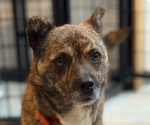 Mutt Dogs for adoption in San Ramon, CA, USA