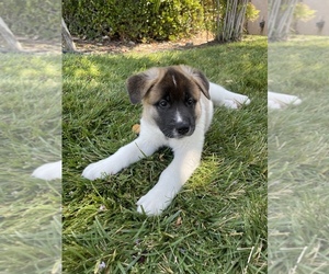 Akita Puppy for Sale in FONTANA, California USA