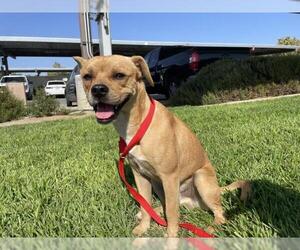 Chug Dogs for adoption in Riverside, CA, USA