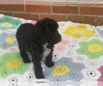 Small Photo #11 Springerdoodle Puppy For Sale in GADSDEN, AL, USA