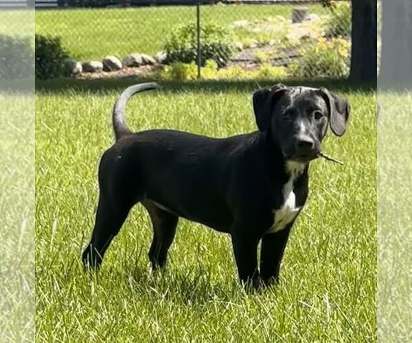 Medium Photo #1 Labrador Retriever-Unknown Mix Puppy For Sale in Brooklyn Center, MN, USA