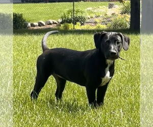 Labrador Retriever-Unknown Mix Dogs for adoption in Brooklyn Center, MN, USA
