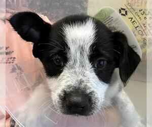 Border Collie-Unknown Mix Dogs for adoption in Lodi, CA, USA