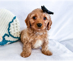 Small Photo #6 Cavapoo (Miniature) Puppy For Sale in WAKARUSA, IN, USA