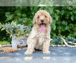 Puppy Willow Poodle (Miniature)