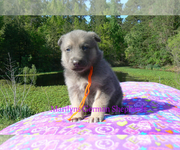 Medium Photo #3 German Shepherd Dog Puppy For Sale in PIEDMONT, MO, USA