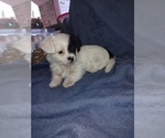 Small Photo #1 YorkiePoo Puppy For Sale in IRON RIDGE, WI, USA