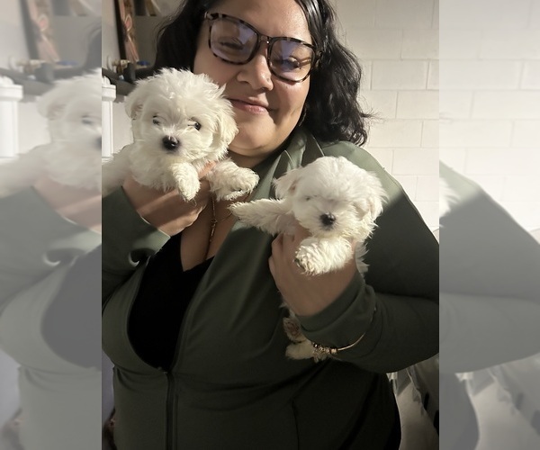 Medium Photo #5 Maltese Puppy For Sale in DELTONA, FL, USA