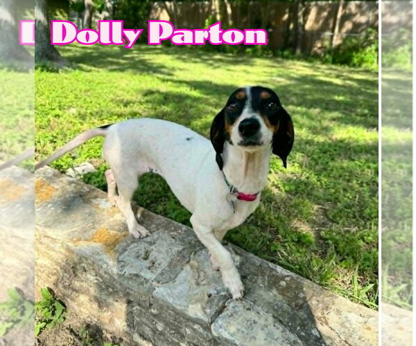 Medium Photo #2 Dachshund Puppy For Sale in San Antonio, TX, USA
