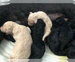 Small Photo #1 Poodle (Standard) Puppy For Sale in PANAMA CITY, FL, USA