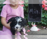 Small Photo #2 Miniature Bernedoodle Puppy For Sale in DUNDEE, OH, USA