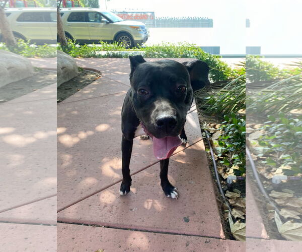 Medium Photo #3 Staffordshire Bull Terrier-Unknown Mix Puppy For Sale in La Verne, CA, USA
