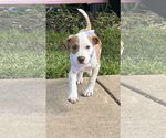 Small #4 Mutt