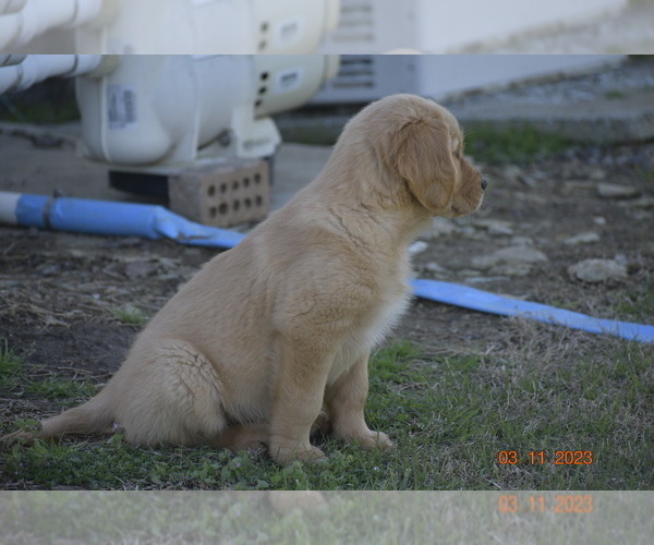 Medium Photo #3 Golden Retriever Puppy For Sale in ASHVILLE, AL, USA